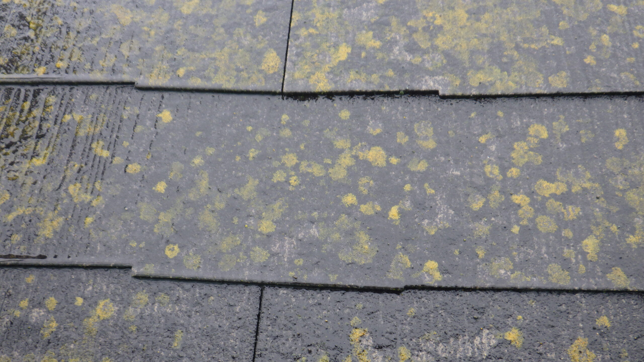 屋根にコケや藻が生えている様子