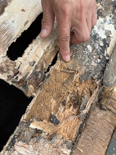 羽アリ発生や被害周辺の写真