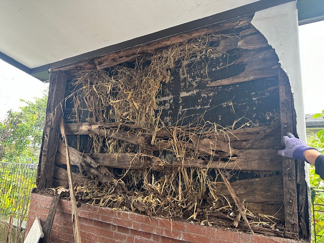 シロアリ被害で木部が傷んでいる写真