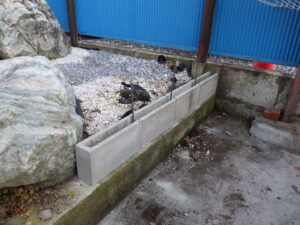 最初は、両端にモルタルを入れ、ブロックを据え置きをして水糸を張り、水平・一直線の基準を出します。 この作業がかなり大事になってきます。 一直線や水平が出ていないと高さが揃わなかったり、耐久性が下がってしまいます。 水糸を張った状態でモルタルを入れ、微調整を行いながら、ブロックの据え置きを進めて行きました。