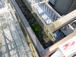 既存の波板撤去後は、樋にかなりの土や苔が溜まっていた為、掃除を行っていきます。